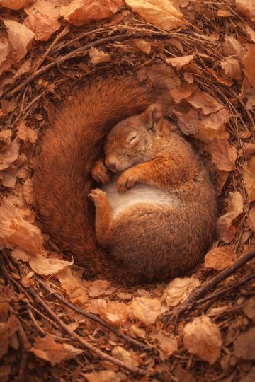 Cute Sleeping Squirrel in Autumn Leaves Wallpaper