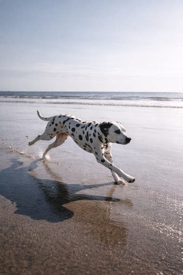 Dalmatian Running Across Wet Beach Sand With Reflection Wallpaper