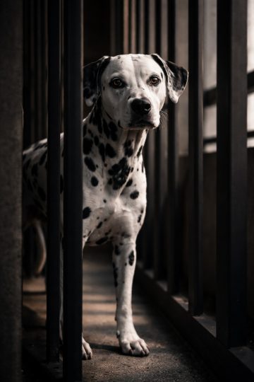 Dalmatian Framed Between Vertical Bars in Low Light Wallpaper