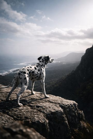 Dalmatian Standing at Cliff Edge Overlooking Vast Landscape Wallpaper
