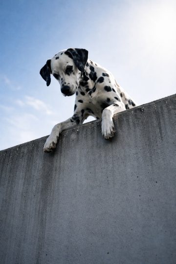 Dalmatian Looking Down From Concrete Edge Wallpaper