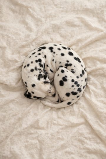 Dalmatian Curled Up Sleeping on Soft Fabric Wallpaper