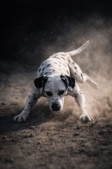 Dalmatian Landing With Dust Burst in Low Light Wallpaper