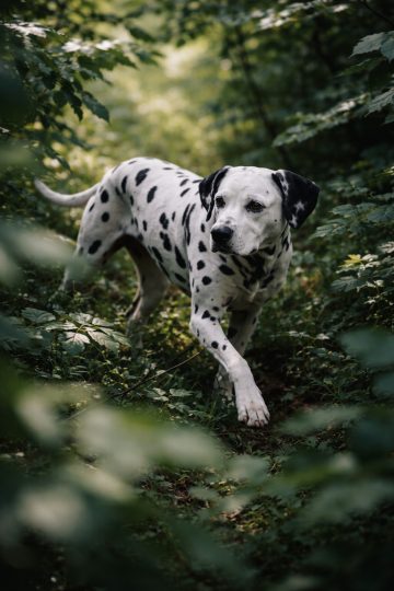 Dalmatian Walking Through Forest Framed by Foliage Wallpaper