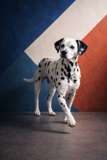 Dalmatian Walking Past Bold Geometric Color Wall Wallpaper