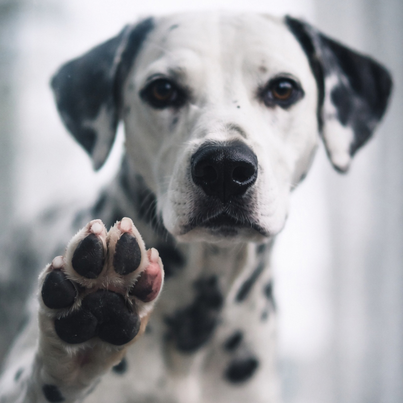 Dalmatian Wallpapers