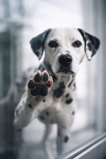 Dalmatian Touching Glass With Paw in Soft Window Light Wallpaper