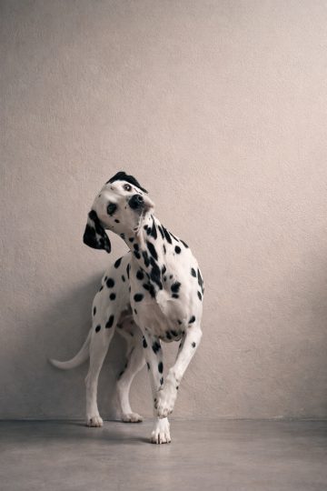 Dalmatian Tilting Head in Minimal Indoor Setting Wallpaper