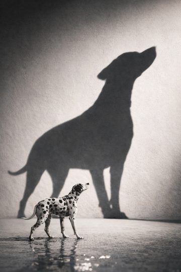 Dalmatian Casting Large Shadow on Wall in Strong Light Wallpaper