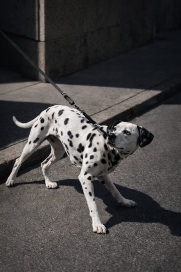 Dalmatian Pulling Leash Sideways on Urban Street Wallpaper