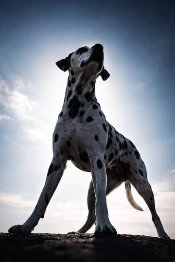 Dalmatian Towering in Low Angle Against Bright Sky Wallpaper