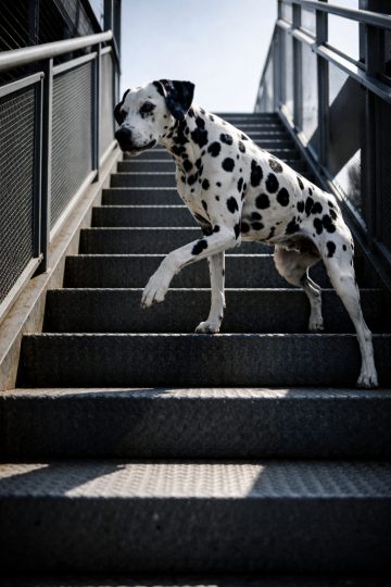Dalmatian Climbing Metal Stairs in Diagonal Perspective Wallpaper