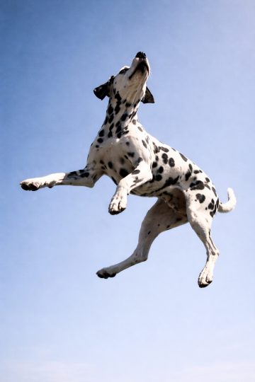 Dalmatian Jumping Mid-Air Against Clear Sky Wallpaper