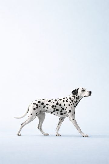 Dalmatian Walking Across Minimal Blue Background Wallpaper