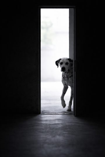 Dalmatian Entering Through Narrow Doorway With Backlight Wallpaper