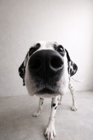 Dalmatian Nose Close-Up With Wide Lens Distortion Wallpaper