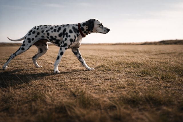 Dalmatian Walking Against Wind in Open Field Wallpaper