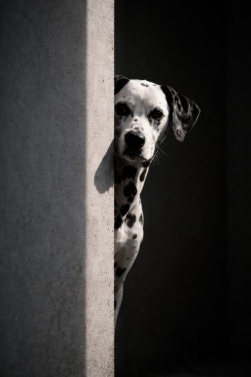 Dalmatian Peeking From Behind Wall in Strong Shadow Wallpaper