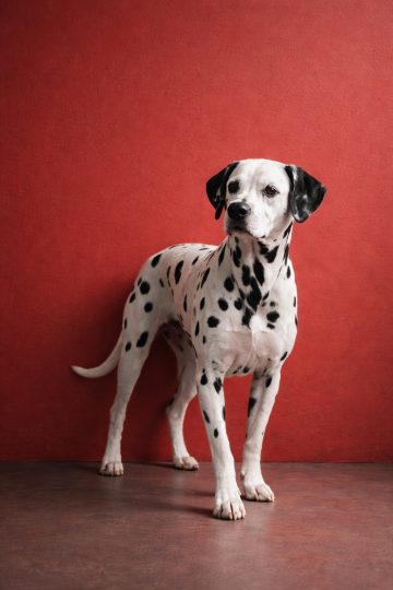 Dalmatian Standing Against Bold Red Wall Minimal Wallpaper
