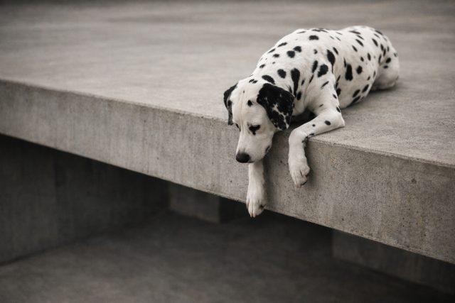 Dalmatian Resting on Edge of Elevated Surface Wallpaper