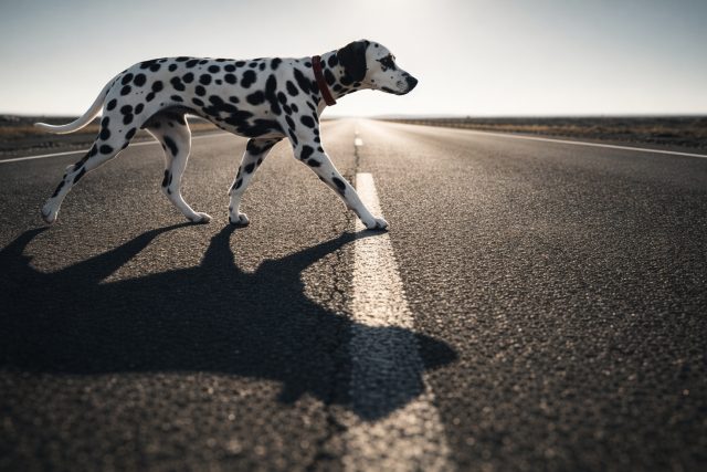 Dalmatian Crossing Empty Road With Long Shadow Wallpaper