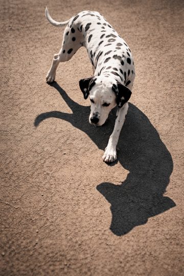 Dalmatian Interacting With Shadow on Sunlit Ground Wallpaper