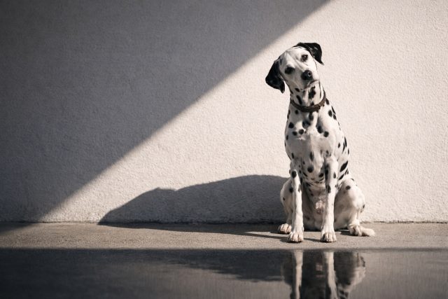 Dalmatian Sitting Under Sharp Shadow Line on Wall Wallpaper
