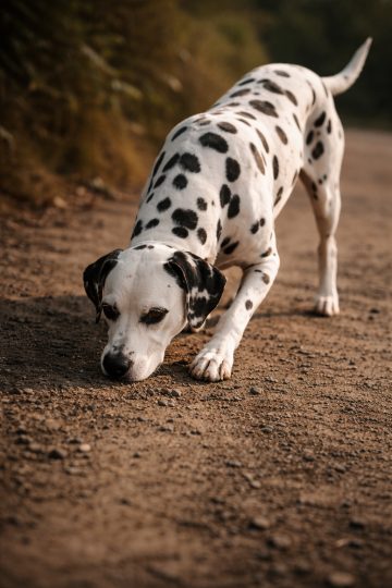 Dalmatian Sniffing the Ground Along a Warm Dirt Path Wallpaper