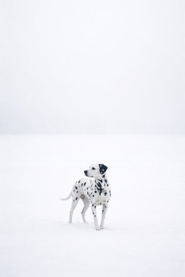 Dalmatian Standing Alone in Vast Snow Field Wallpaper