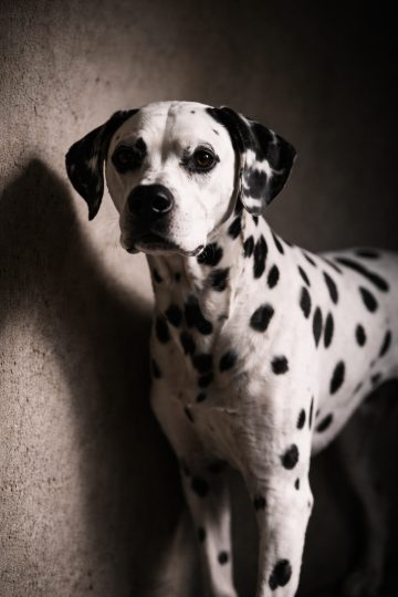 Dalmatian Portrait in Split Light and Shadow Wallpaper
