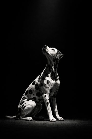 Dalmatian in Dramatic Spotlight Against Dark Background Wallpaper
