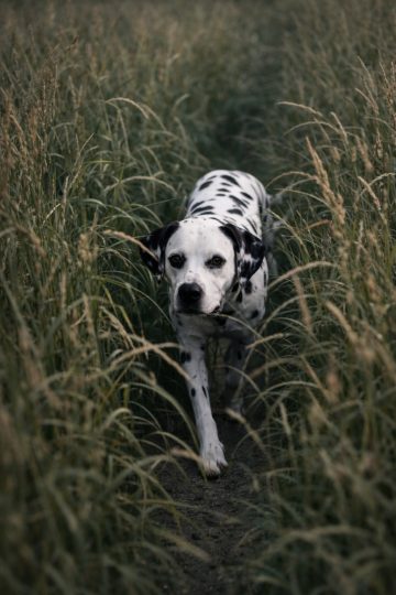 Dalmatian Walking Through Tall Grass Path Wallpaper