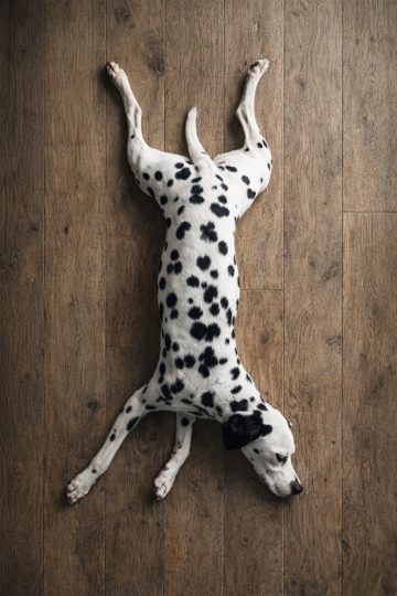 Dalmatian Lying Flat Seen From Above on Wooden Floor Wallpaper