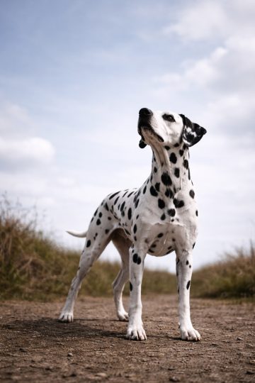 Dalmatian Looking Up Toward the Sky in Open Landscape Wallpaper