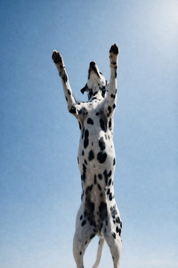 Dalmatian Stretching Upward Reaching Into Open Sky Wallpaper