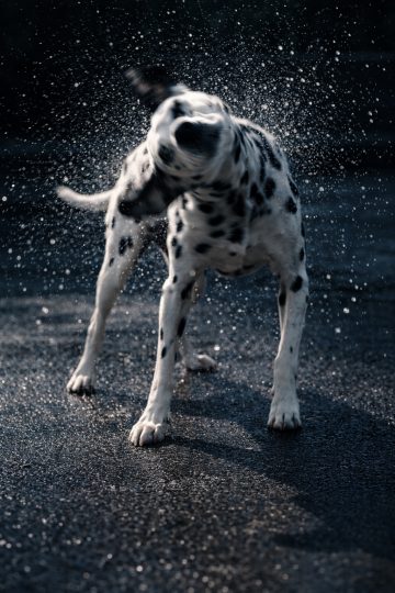 Dalmatian Shaking Off Water With Motion Blur Wallpaper