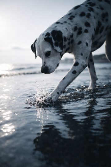 Dalmatian Stepping Into Shallow Water With Splash Wallpaper