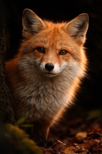 Fox Portrait in Soft Forest Light Wallpaper