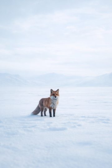 Fox Standing in Quiet Snowy Field Wallpaper