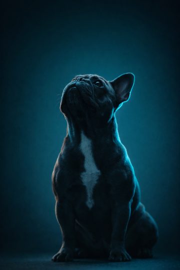 French Bulldog Looking Up in Cool Blue Dramatic Light Wallpaper