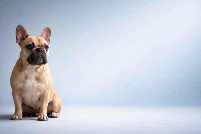 French Bulldog Sitting with Soft Cool Blue Background Wallpaper