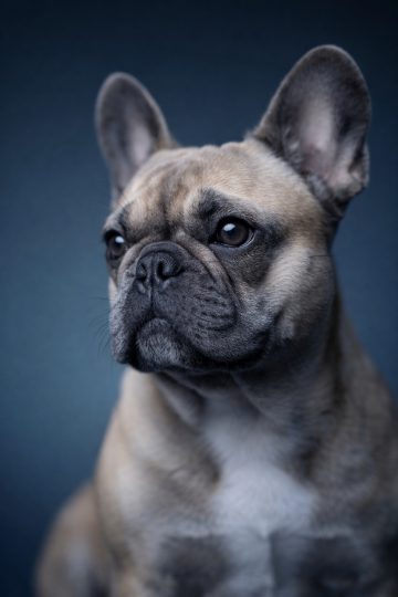 French Bulldog Soft Close Portrait in Cool Blue Light Wallpaper