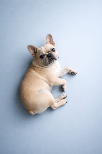 French Bulldog Relaxing Top View in Minimal Cool Blue Space Wallpaper