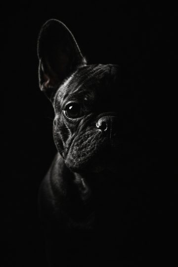 French Bulldog Half Shadow Portrait in Dark Studio Contrast Wallpaper