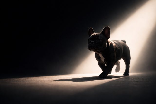 French Bulldog Walking Through Light Beam in Dark Scene Wallpaper