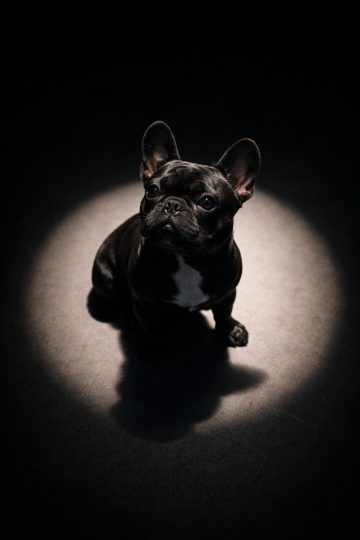 French Bulldog Sitting Under Spotlight in Dark Studio Wallpaper