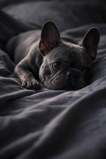 French Bulldog Resting in Dark Bed Soft Light Moody Wallpaper
