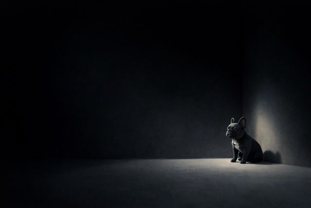 French Bulldog Sitting in Isolated Light Minimal Dark Room Wallpaper