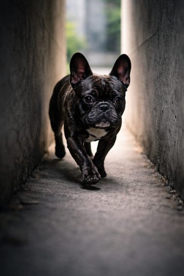 French Bulldog Urban Alley Perspective Depth Wallpaper