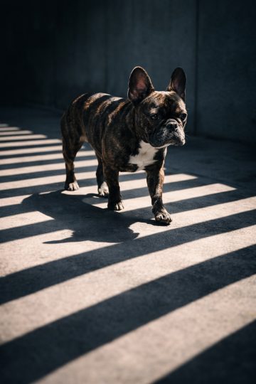 French Bulldog Urban Geometry Shadow Stripes Wallpaper